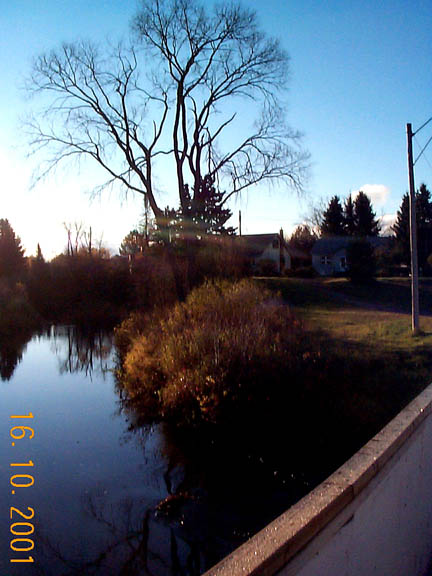 rivertree